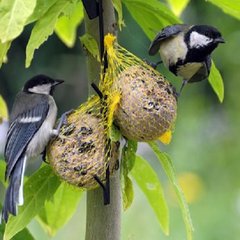Buitenvogels