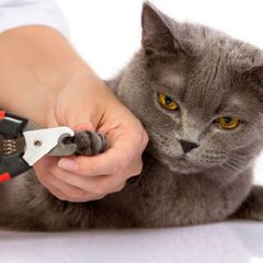 Borstels, kammen en scharen