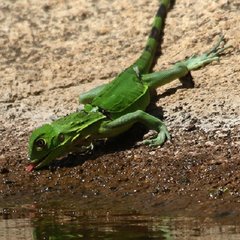 Voedsel en water voorziening