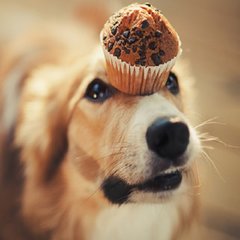 Snacks