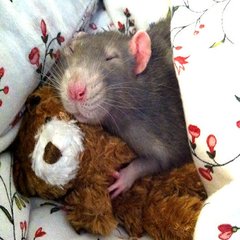 Speelgoed en huisjes