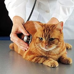 Gezondheid en welzijn