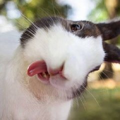 Flessen, voer- & drinkbakken