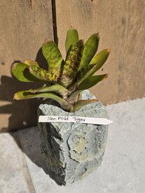 Neoreglia wild tiger