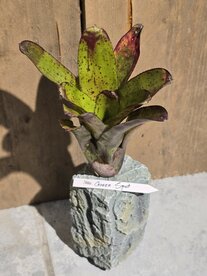 Neoreglia green spot