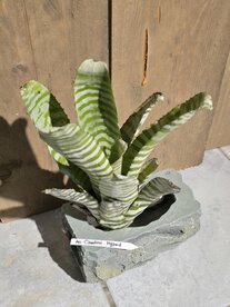 Aechmea chantinii hybrid