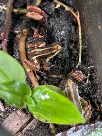 Phyllobates vittatus