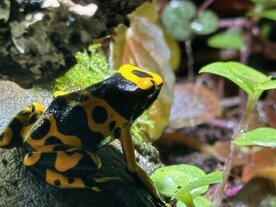 Dendrobates leucomelas
