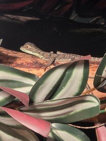 Basiliscus plumifrons