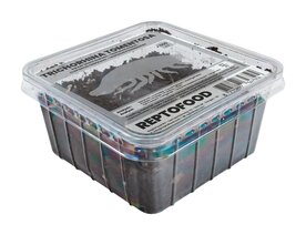 Tropische pissebedden / porcellio scaber