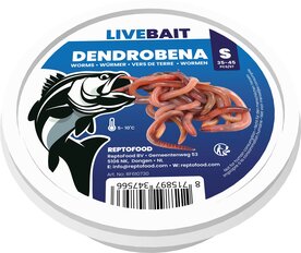 Dendrobena wormen small