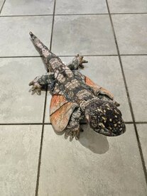 Pluche flying dragon