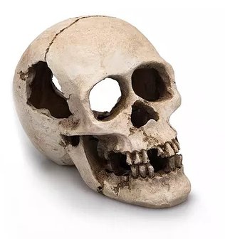 Giganterra skull human 16cm