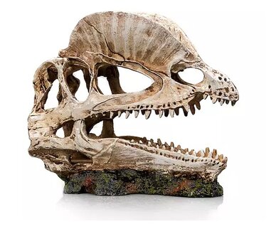 Giganterra skull dino 19x9x14cm