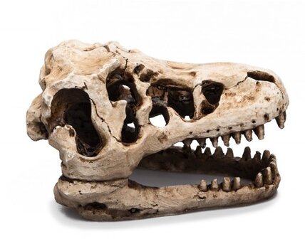 Giganterra skull t-rex 17x10x11cm