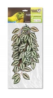 Giganterra hanging plant 45cm