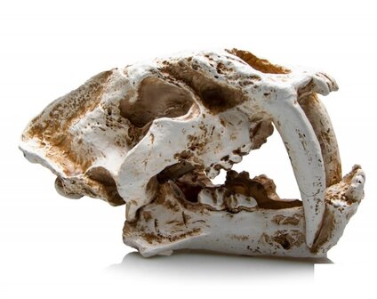 Giganterra skull sabeltand tijger XL 26x14x15cm
