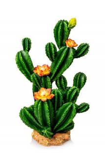 Giganterra cactus bloem 26x15x13cm