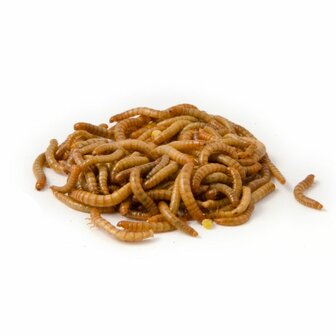Meelwormen 1kg