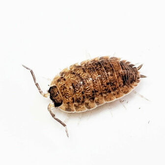 Tropische pissebedden / porcellio scaber