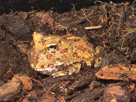 Ceratophrys cranwelli albino / tricolor / coffee