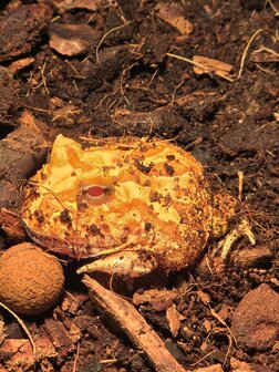 Ceratophrys cranwelli albino / tricolor / coffee