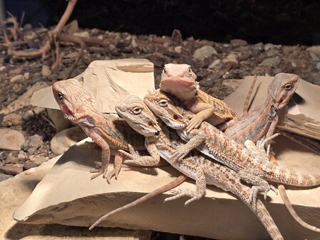 Pogona vitticeps orange