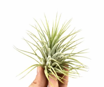 Tillandsia ionantha