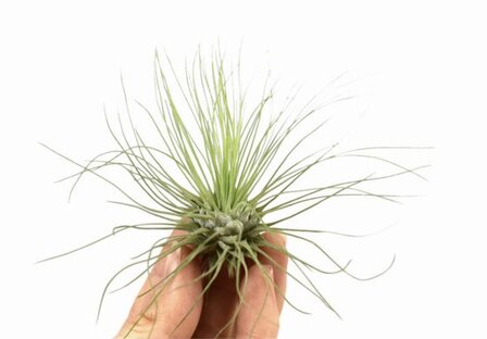 Tillandsia argentea