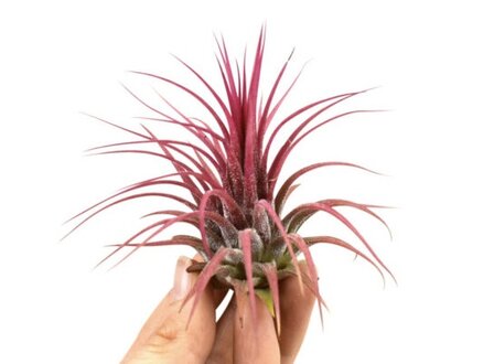 Tillandsia ionantha rood