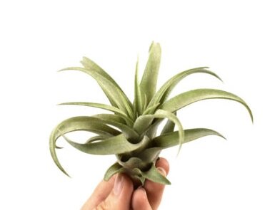 Tillandsia capitata