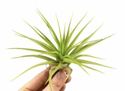 Tillandsia multiflora