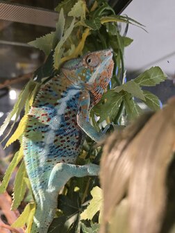 Furcifer pardalis ambanja blue man
