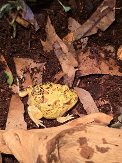 Ceratophrys cranwelli tricolor / coffee / strawberry / green