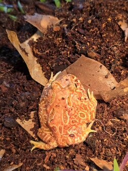 Ceratophrys cranwelli tricolor / coffee / strawberry / green