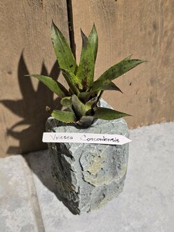 Vriesea concordensis