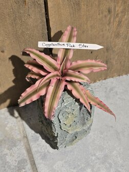cryptanthus pink star