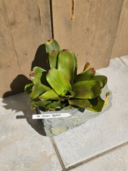 Neoreglia green hybrid