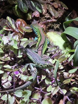 Cnemipophorus leminiscatus man