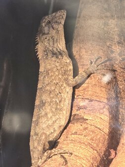 Calotes versicolor paartje