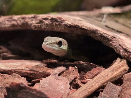 Takydromus sexlineatus