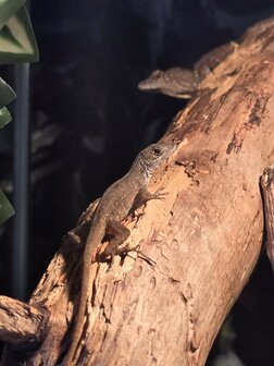 Anolis sagrei