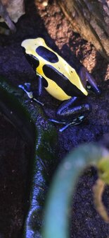 Dendrobates tinctorius nikita