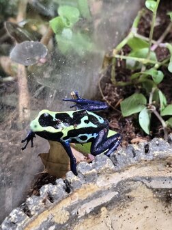 Dendrobates tinctorius nikita