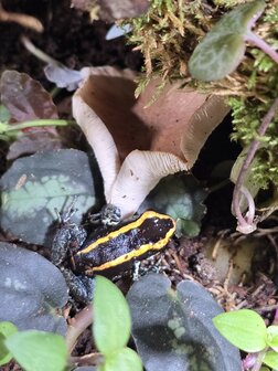 Phyllobates vittatus