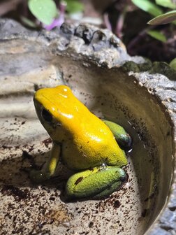 Phyllobates bicolor geel
