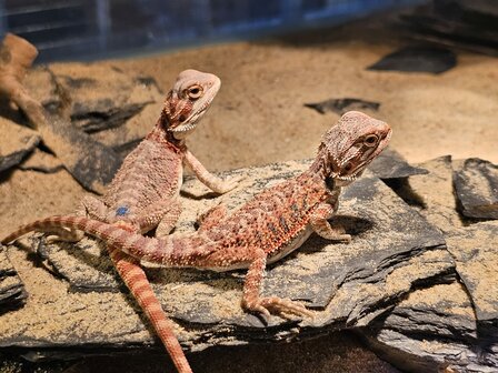 Pogona vitticeps red dragon blue bar