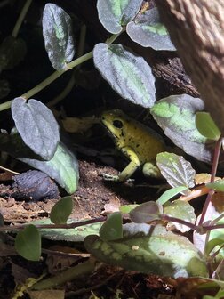 Phyllobates terribilis