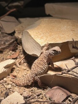 Uromastyx nigriventris flame