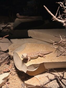 Uromastyx nigriventris flame